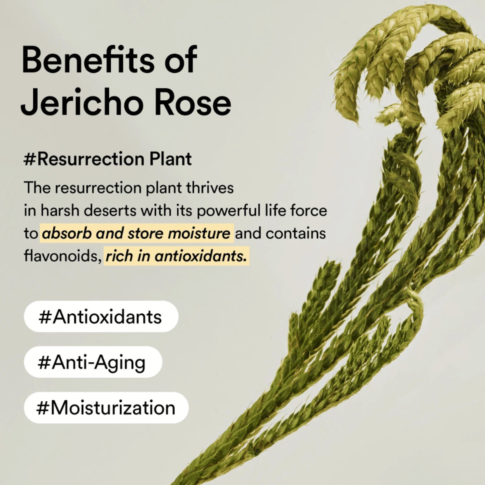 Abib Collagen Eye Crème Jericho Rose Tube 30ml